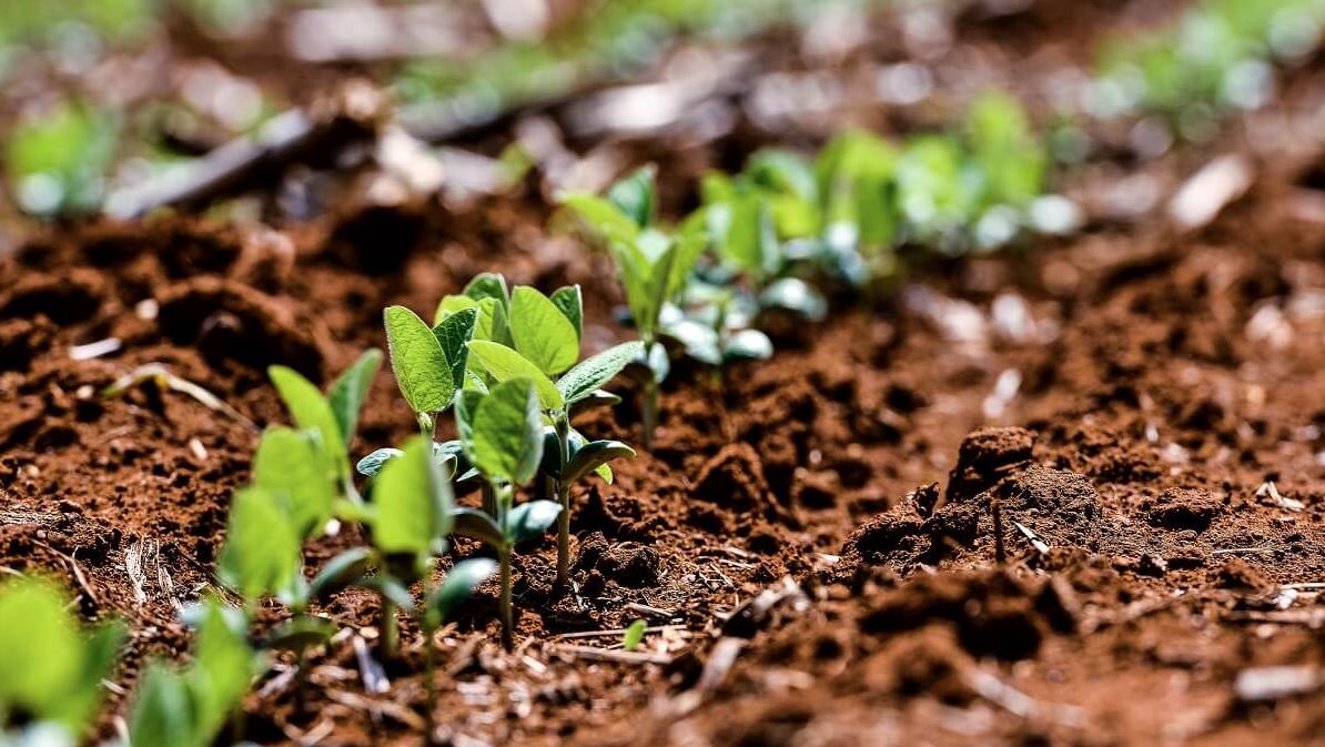 Harvests of Tomorrow