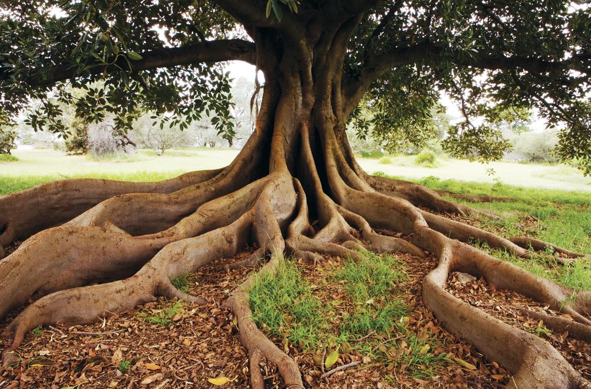 Roots of Continuity